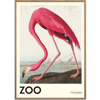 The Zoo Collection Flamingo - 70x100 cm