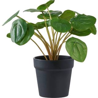 Pelia, Kunstig plante