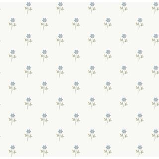 Anemone - 6974