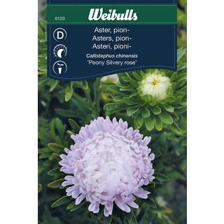 Blomsterfrø (Aster 'Peony Silvery Rose')