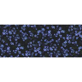 Forget Me Not - 9526W