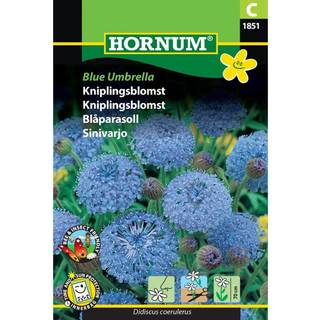 Kniplingsblomst "Blue Umbrella"- Blomsterfrø