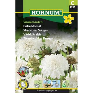 Enkeblomst - Snowmaiden - Duftende hvide blomster - Blomsterfrø.