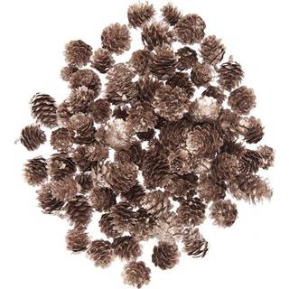 Lärchenzapfen Champagner