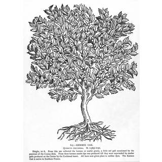 Kermes Oak Tree N (Quercus coccifera), der er hjemmeh?rende i det sydlige Frankrig, blev Kermes brugt til at fremstille Scarlet Dye -plakatprint