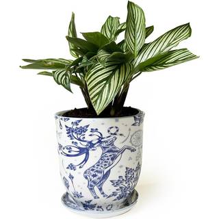 Clive 'Liberte' keramiska saftiga planterare - söta 4,25 tums vintage stilkrukor för inomhusväxter - vackert hem och kök d? Cor - stag