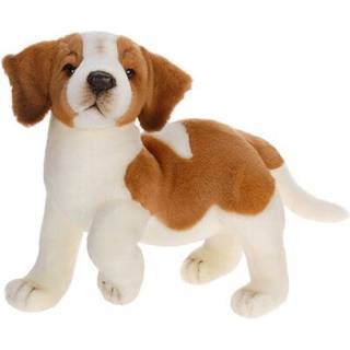 St Bernard hvalp 14''l