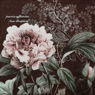 Farvede papirservietter 20 grev lurvede chic servietter til bryllupsmiddag teselskab brusebad cocktail servietter (m?rker?d peony)