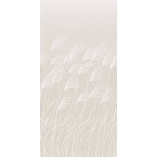 Miscanthus - HKAW113231