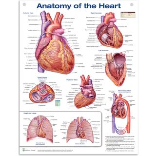 Heart Anatomy Laminated Poster Engelsk (Anatomi af hjertet)