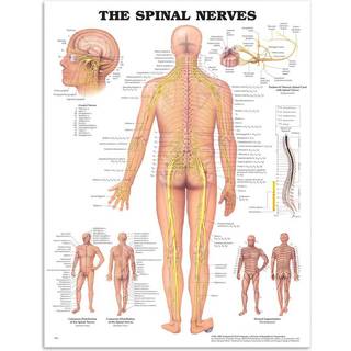 Spinalnerver lamineret anatomisk plakat 51x66 cm