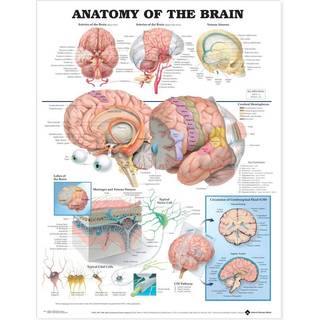 Brain Anatomy - Poster