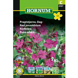 Pragtstjerne - elskes af sommerfugle, bier - Små lilla blomster - Blomsterfrø
