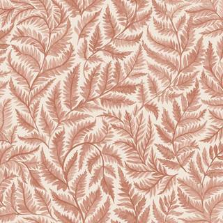 Ferns - 7791