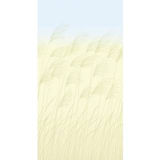 Miscanthus - HKAW113230