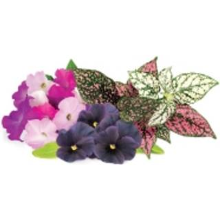 Click and Grow Smart Garden Refill 9-pak - Livlig Blomstermix