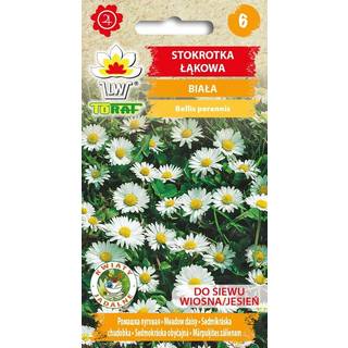 Margueritfrø - Charmerende forårsblomst til blomsterbede og græsplæner