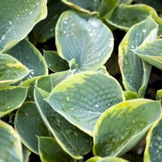 Funkia 'Frances Williams'