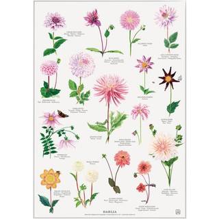 koustrup Dahlia - A4 - Bøger / Plakater fra Koustrup & Co