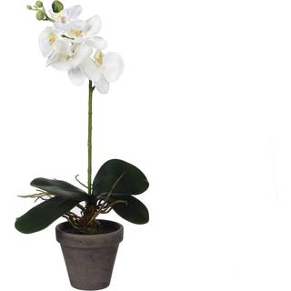 Phalaenopsis orkidé hvid 48 cm høj