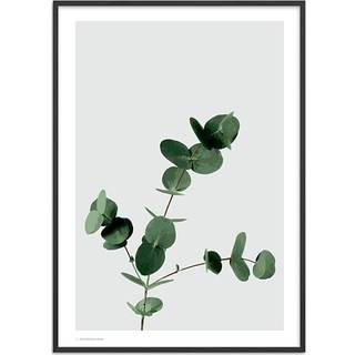 Eucalyptus - 70x100 cm