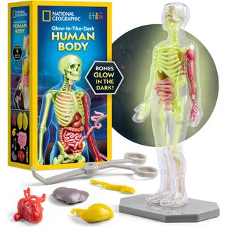National Geographic Human Body Model for Kids, der lyser i mørket - 32 -delt interaktiv anatomi -model med knogler Organer Muskler Videnskabssæt
