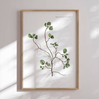 Plakat - Flora Danica 10 Plakat - Str:50 x 70 Cm - Incado