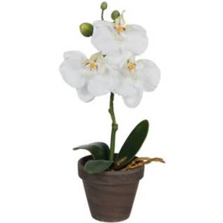 Phalaenopsis orkidé hvid 26 cm høj