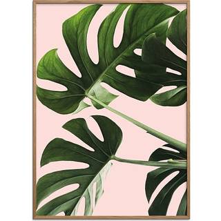 Monsteras in pink - 50x70 cm