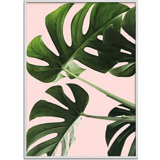 Monsteras in pink - 70x100 cm