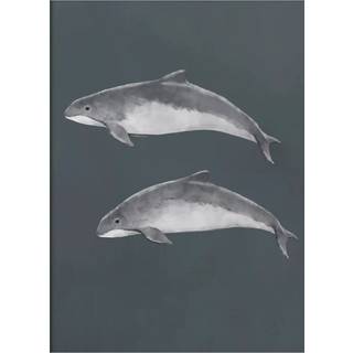 Kunskapstavlan® Baltic Porpoise Plakat 30x40 Cm - Plakater Papir - 8505