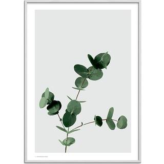 Eucalyptus - 30x40 cm
