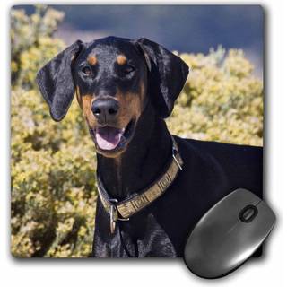 3D Rose """" A Doberman Pinscher Dogus05 ZMU0286ZANDRIA MUENCHE BERALDO """" MATTE Finish Mus Pad - 8 X 8 """" - MP_142956_1