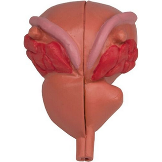 Prostata model, 2-delt