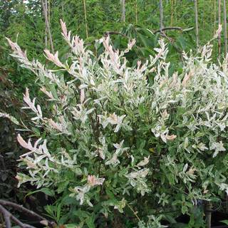 Japansk Pil - Salix integra ´Hakuro Nishiki´ 180 cm stamme 15 l. potte