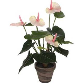 Anthurium flamingoblomst lyserød 40 cm høj