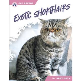 Exotic Shorthairs
