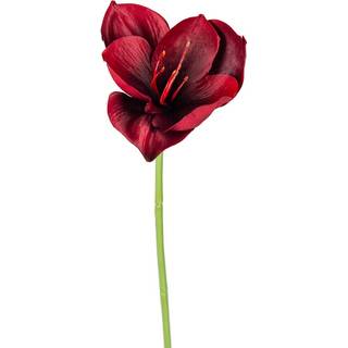 Amaryllis afskåret blomst burgundy