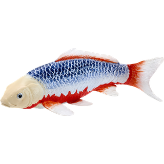 Mojo Koi karpe, Blårød