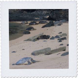 3drose QS_23700_1 Havskildpadder p? Na Pali Coast Quilt Square 10 med 10-tommer