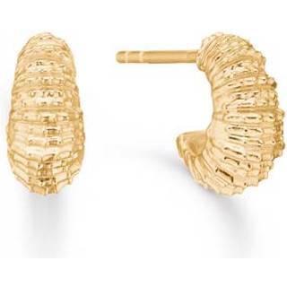 Studio Z Seashell Secrets øreringe i forgyldt