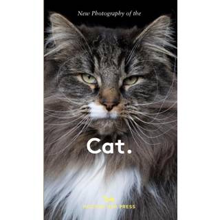 New Photography of the Cat.