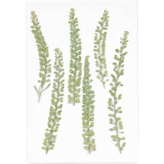 Gepresste Pflanzen Kresse 6 Stück - Grün