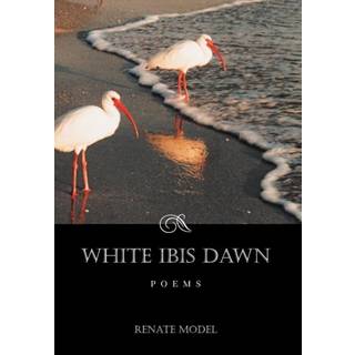 White Ibis Dawn