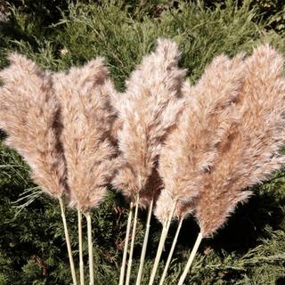 Sreed 20 stk 23 tommer h?j fluffy pampas gr?s xl st?rrelse brunt t?rt pomp?s gr?sindretning bryllup blomster boho indretning naturlig pompas blom