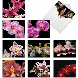 Det bedste kortfirma - 10 blanke notekort med blomster (4 x 5,12 tommer) - Blomsternotecards All Occasion Boxed Sortment - Orchid Nights M1734 mi