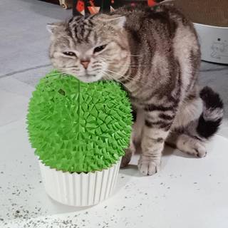 Miwoowim Catnip Feeder - Cat Face Scratcher Wall Corner Massage Comb til indendørs katte Self Grooming Brush (Green)