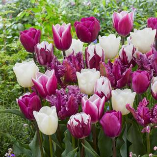 Tulipan 'Pastel' mix Net