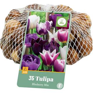 Tulipan 'Blueberry' mix Net
