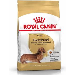 Adult Gravhund